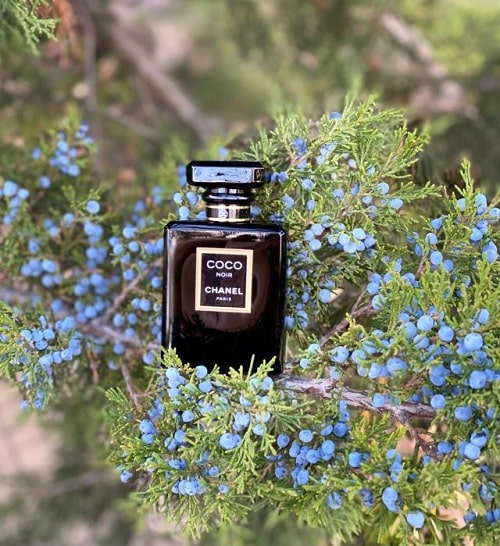 mui-huong-chanel-coco-noir.jpg