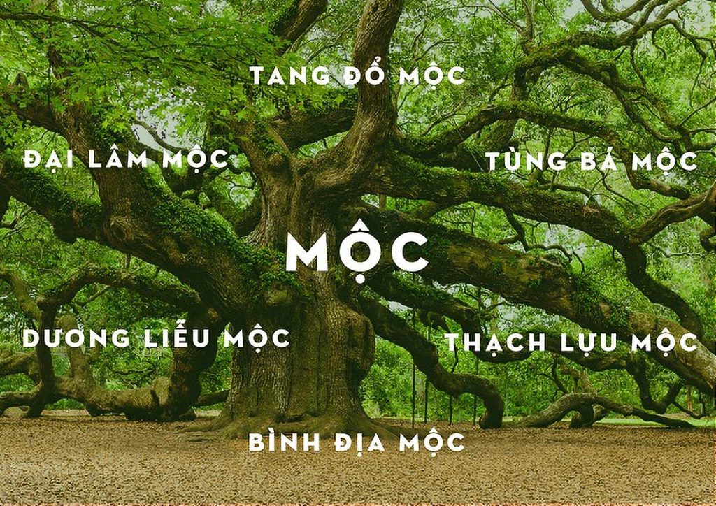 cac-loai-menh-moc-trong-ngu-hanh-ban-menh-anh-1.jpeg