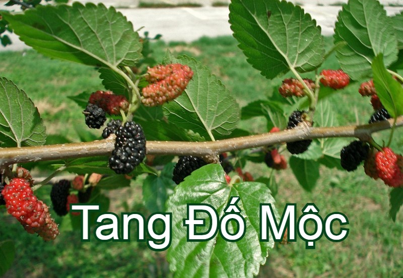 cac-loai-menh-moc-trong-ngu-hanh-ban-menh-anh-5-2.jpeg