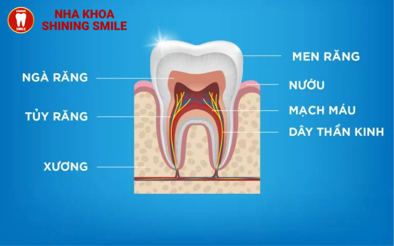 ch-hang-trai-nghiem-tot-nhat-hien-nay-ban-co-the-thuc-hien-nho-rang-va-cay-implant-cung-mot-luc-tuc-la-trong-rang-11.png