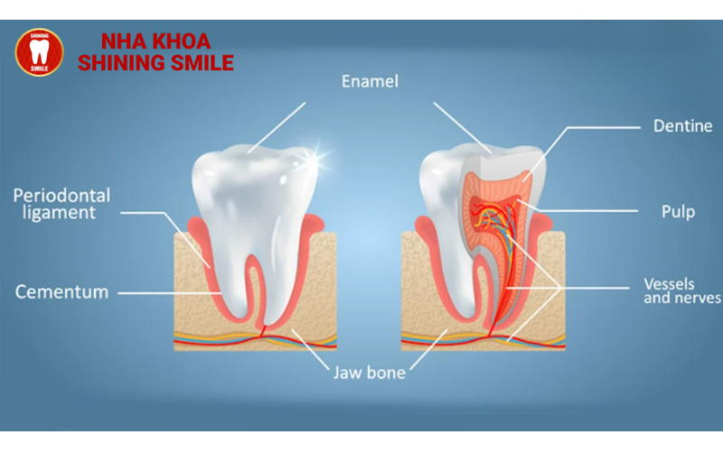 ch-hang-trai-nghiem-tot-nhat-hien-nay-ban-co-the-thuc-hien-nho-rang-va-cay-implant-cung-mot-luc-tuc-la-trong-rang-23.png