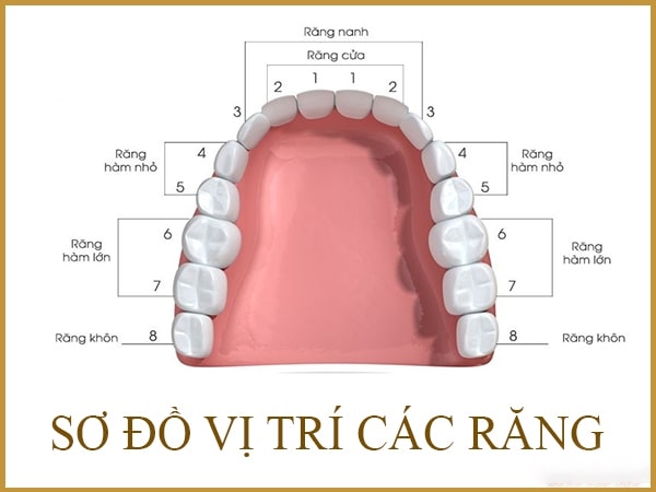 7. Khi mất răng số 7 có giải pháp gì?