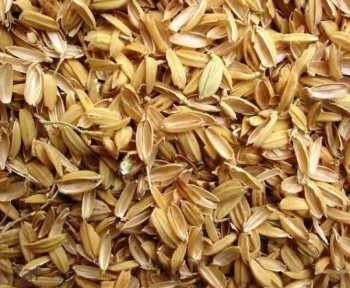 Vỏ trấu nguyên liệu