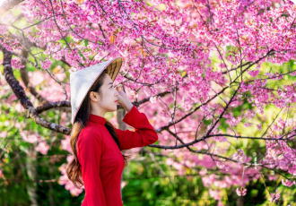 Tour mùa hoa anh đào