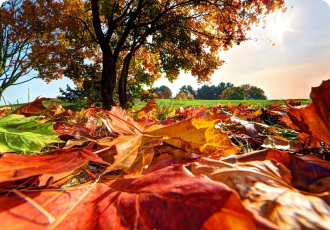 Tour mùa lá vàng lá đỏ