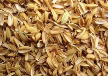 Vỏ trấu nguyên liệu